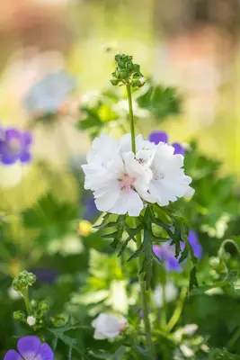 Malva Moschata Alba (Kaarsjeskruid) - afbeelding 4