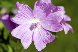 Malva moschata (Muskuskaasjeskruid) - afbeelding 2