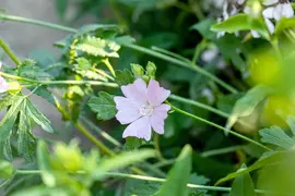 Malva moschata (Muskuskaasjeskruid) - afbeelding 6