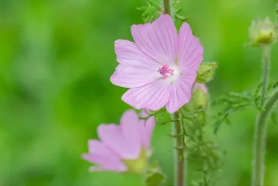 Malva moschata (Muskuskaasjeskruid) - afbeelding 7
