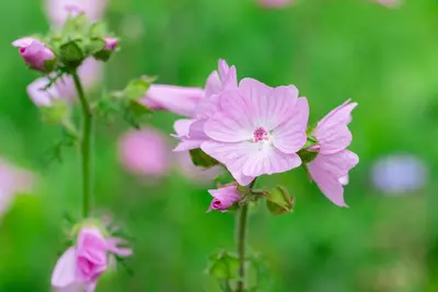 Malva moschata (Muskuskaasjeskruid) - afbeelding 9