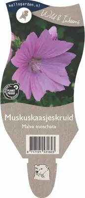 Malva moschata (Muskuskaasjeskruid) - afbeelding 1