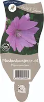 Malva moschata (Muskuskaasjeskruid) - afbeelding 1