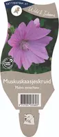 Malva moschata (Muskuskaasjeskruid) - afbeelding 1