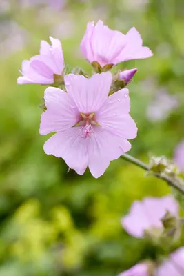 Malva moschata (Muskuskaasjeskruid) - afbeelding 3
