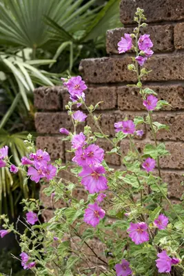 Malva moschata (Muskuskaasjeskruid) - afbeelding 4
