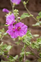 Malva moschata (Muskuskaasjeskruid) - afbeelding 5