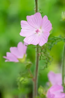Malva moschata (Muskuskaasjeskruid) - afbeelding 8