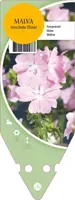 Malva Moschata Roze (Kaarsjeskruid) - afbeelding 1