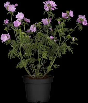 Malva Moschata Roze (Kaarsjeskruid) - afbeelding 5