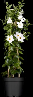 Mandevilla (Mandevilla) - afbeelding 3