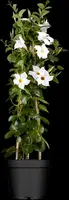 Mandevilla (Mandevilla) - afbeelding 3
