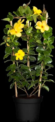 Mandevilla (Mandevilla) - afbeelding 8