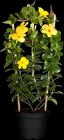 Mandevilla (Mandevilla) - afbeelding 8