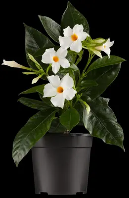 Mandevilla (Mandevilla) - afbeelding 1
