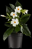 Mandevilla (Mandevilla) kopen?