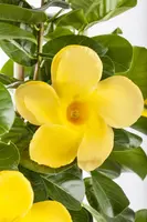 Mandevilla (Mandevilla) - afbeelding 9