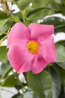 Mandevilla (Mandevilla) - afbeelding 11