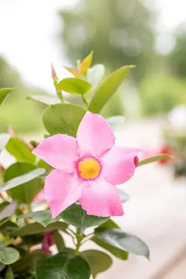 Mandevilla (Mandevilla) - afbeelding 17