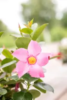 Mandevilla (Mandevilla) - afbeelding 17