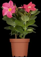 Mandevilla (Mandevilla) - afbeelding 2
