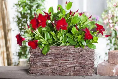 Mandevilla (Mandevilla) - afbeelding 4