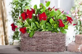 Mandevilla (Mandevilla) - afbeelding 4