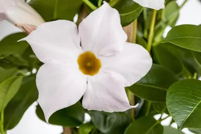 Mandevilla (Mandevilla) - afbeelding 5