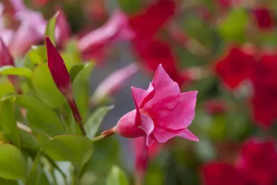Mandevilla (Mandevilla) - afbeelding 6