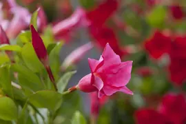 Mandevilla (Mandevilla) - afbeelding 6