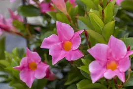 Mandevilla (Mandevilla) - afbeelding 7