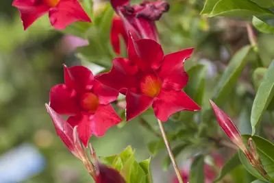 Mandevilla (Mandevilla) - afbeelding 10