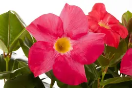 Mandevilla (Mandevilla) - afbeelding 14