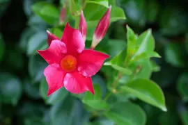 Mandevilla (Mandevilla) - afbeelding 15