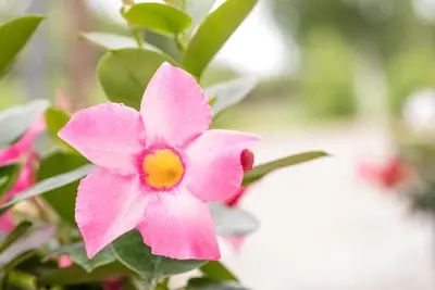 Mandevilla (Mandevilla) - afbeelding 16