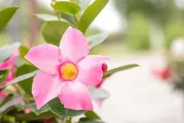 Mandevilla (Mandevilla) - afbeelding 16