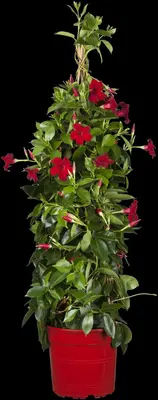 Mandevilla sanderi, rot (Mandevilla) - afbeelding 15