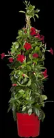 Mandevilla sanderi, rot (Mandevilla) - afbeelding 15