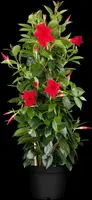 Mandevilla sanderi, rot (Mandevilla) - afbeelding 3
