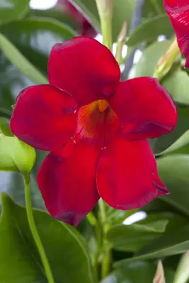 Mandevilla sanderi, rot (Mandevilla) - afbeelding 1