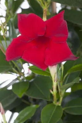Mandevilla sanderi, rot (Mandevilla) - afbeelding 2