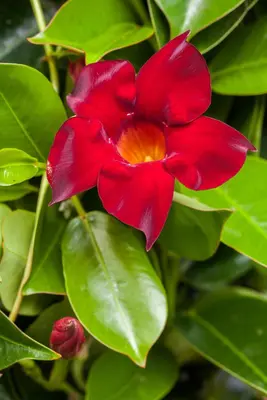 Mandevilla sanderi, rot (Mandevilla) - afbeelding 7