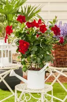 Mandevilla sanderi, rot (Mandevilla) - afbeelding 9