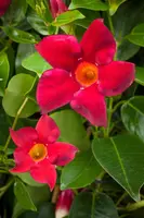 Mandevilla sanderi, rot (Mandevilla) - afbeelding 10