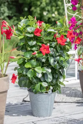 Mandevilla sanderi, rot (Mandevilla) - afbeelding 19