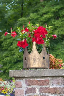 Mandevilla sanderi, rot (Mandevilla) - afbeelding 21