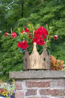 Mandevilla sanderi, rot (Mandevilla) - afbeelding 21