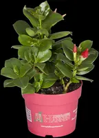 Mandevilla sanderi, rot (Mandevilla) - afbeelding 14