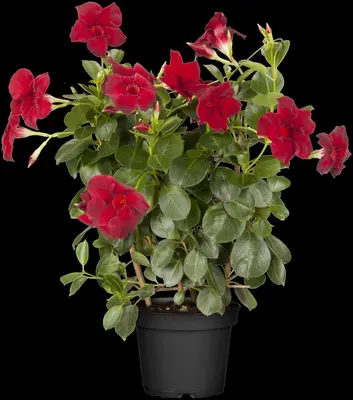 Mandevilla sanderi, rot (Mandevilla) - afbeelding 13