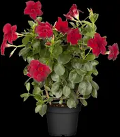 Mandevilla sanderi, rot (Mandevilla) - afbeelding 13